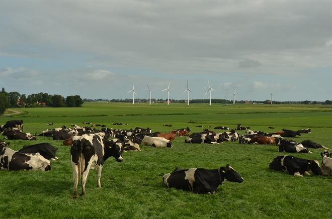 Runderen, koe, voer, eten, verwaarlozen, wet Dieren, ligplaats