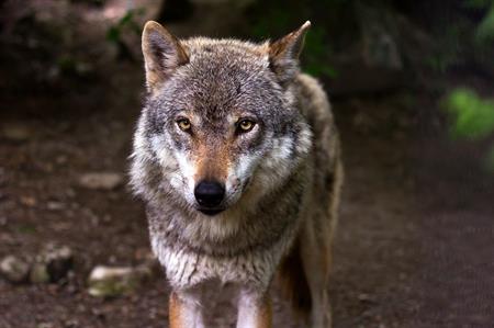 (Probleem)wolf mag worden gedood