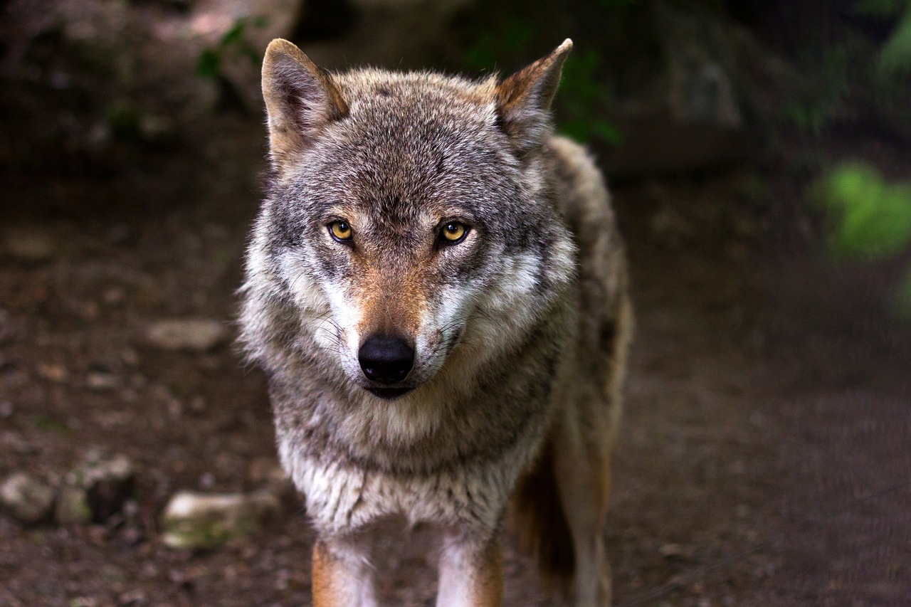 (Probleem)wolf mag worden gedood