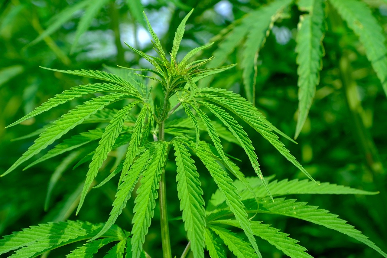 Rechtbank Overijssel doet uitspraak in onderzoek naar grootschalige hennepteelt in Twente