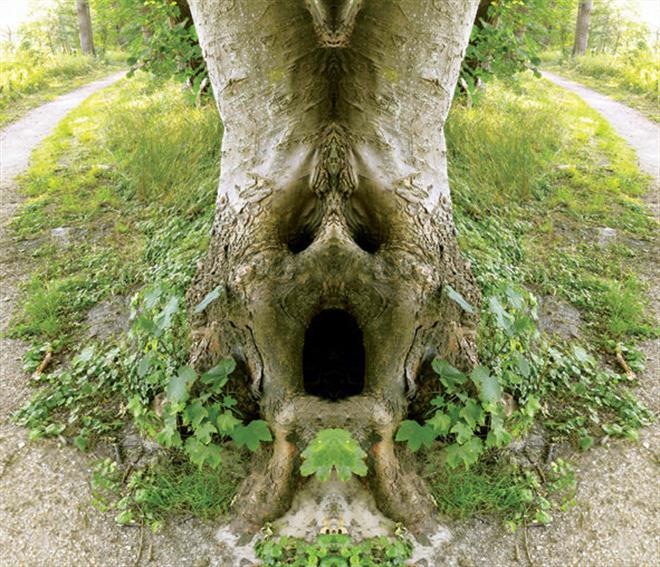 Bewerkte foto van een boom door Denz de Kroon