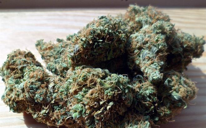 Cannabis