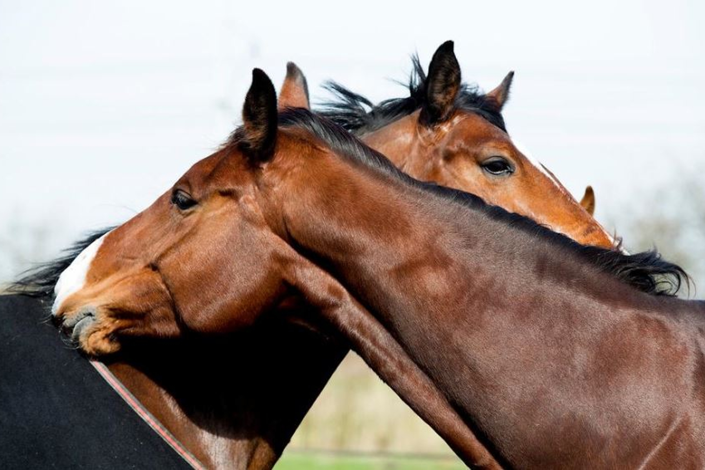 Cel voor jarenlange uitbuiting van jonge vrouw op manege