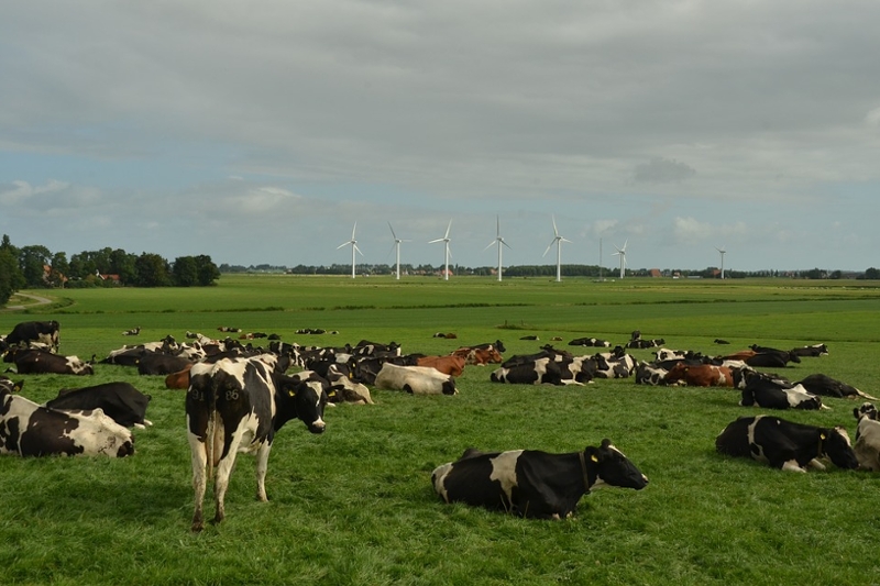 Runderen, koe, voer, eten, verwaarlozen, wet Dieren, ligplaats