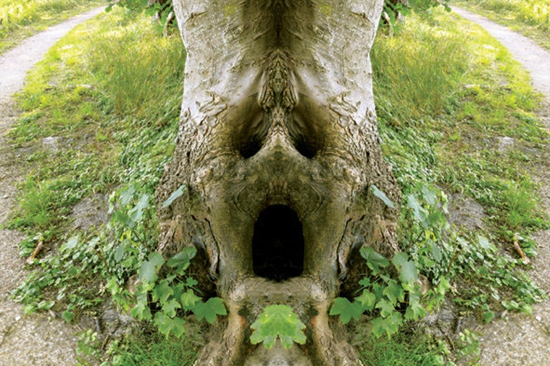 Bewerkte foto van een boom door Denz de Kroon