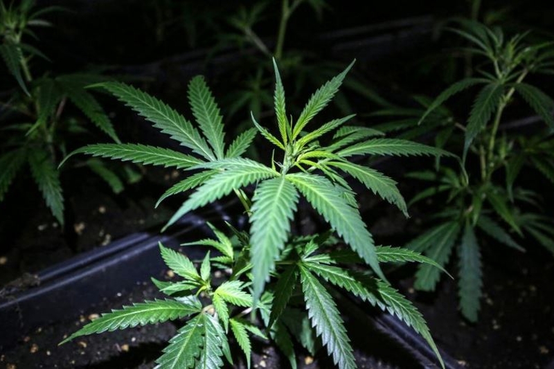 Hennep planten